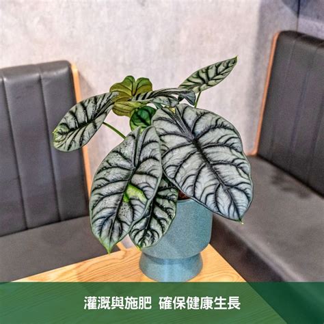 青龍植物照顧|青龍觀音蓮的魅力與養護指南 – 植物盆栽綠寶典